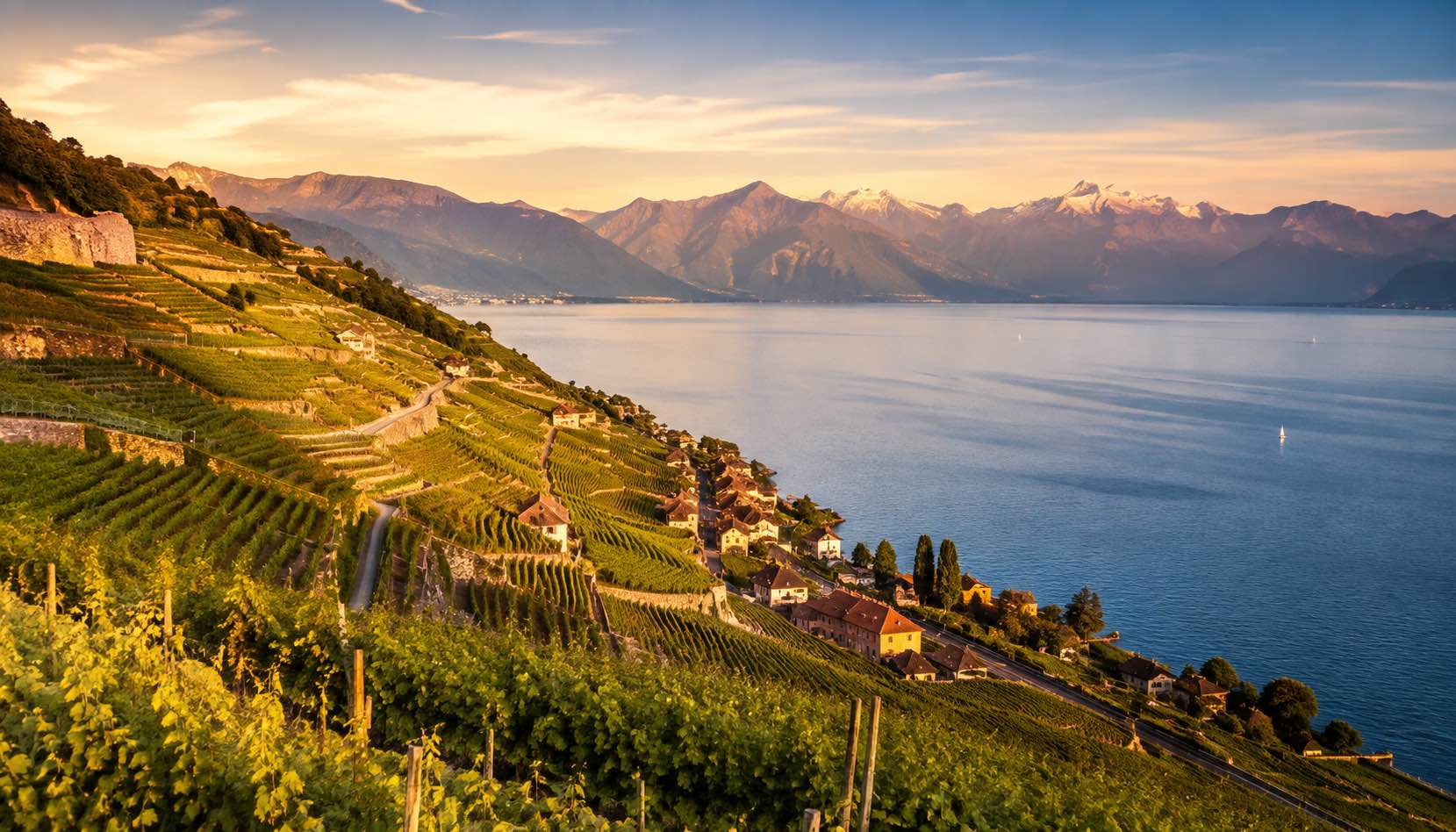 Vue du lac Léman et des vignobles vaudois représentant la région couverte par Stop Tabac Institut